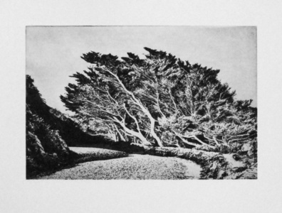 thumbnail of etching of Windswept Trees